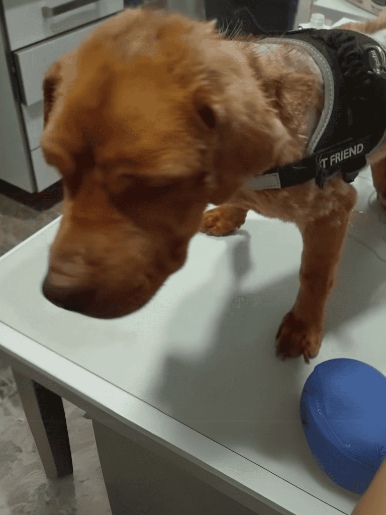 Dog on vet examination table for pet health checkup.