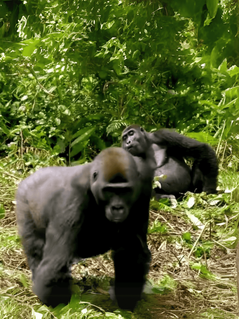 Close-up of two playful gorilla babies in lush jungle foliage.