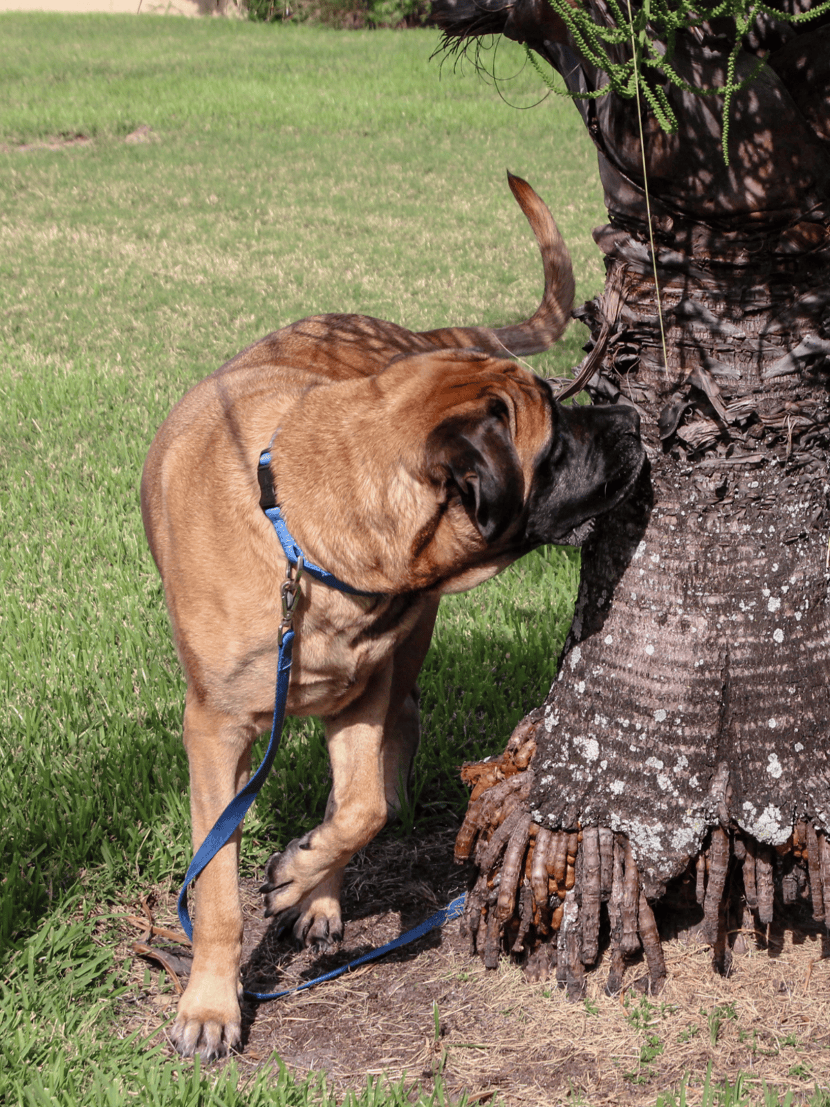 Playful Mastiff dog exploring tree bark, outdoor nature scene.