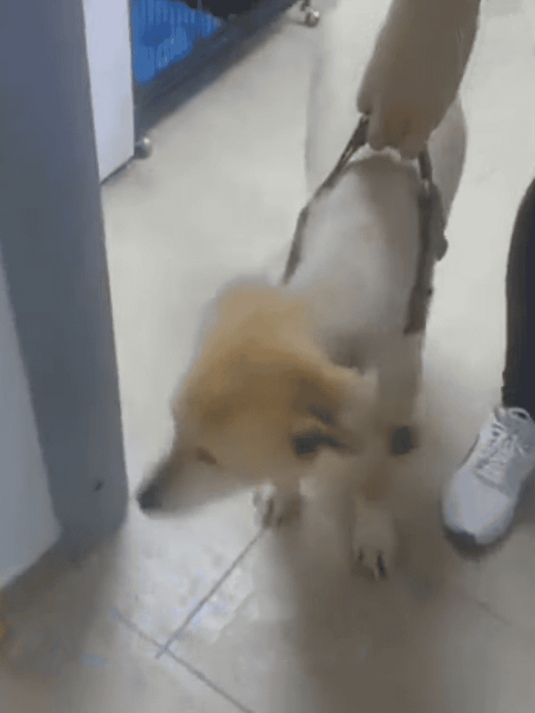 Dog on leash at pet store entrance ready for walk.