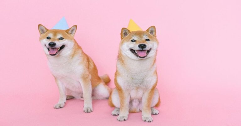 Two adorable Shiba Inu dogs wearing party hats sit on a pink background, celebrating their birthday. Cute pet party ideas.