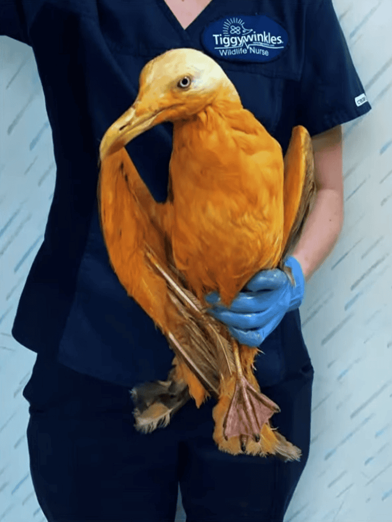 Bird rescue and care services for exotic birds at Dogfix.com.