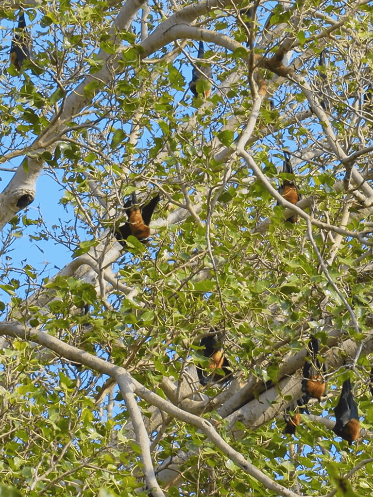 A vibrant image of tropical birds perched on a lush green tree with bright blue sky background, showcasing wildlife and nature.