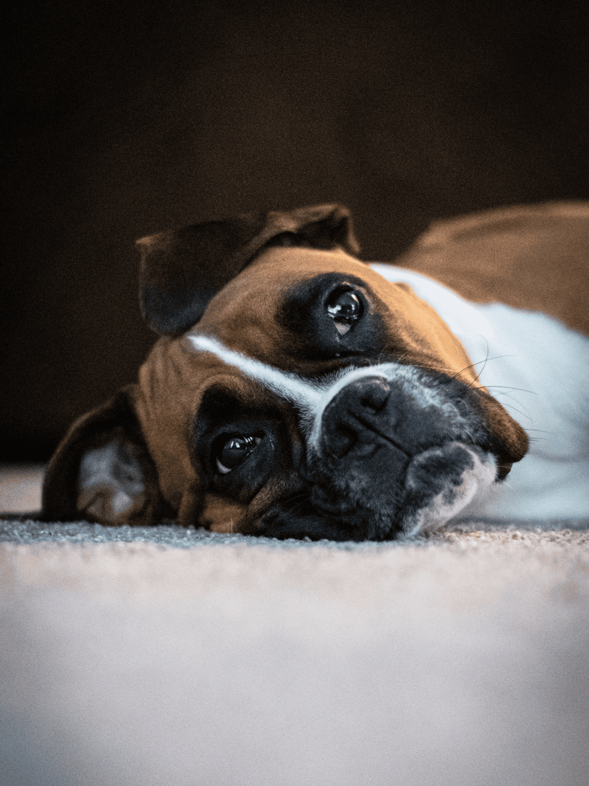 Adorable Boxer dog lying on the floor, relaxing and resting comfortably at home.