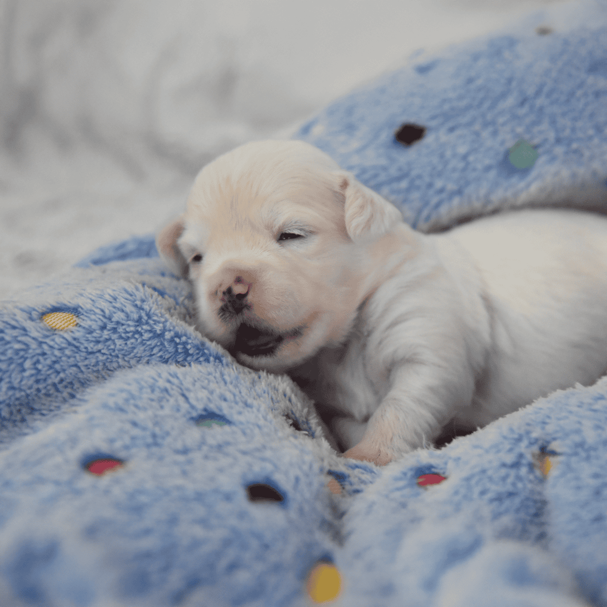 Cute puppy sleeping on soft blue blanket, cozy and peaceful moment.