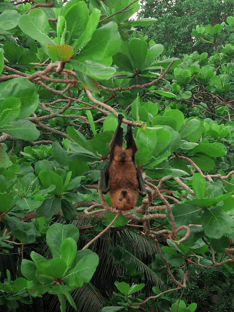 Bat hanging upside down from a tree branch among vibrant green leaves, showcasing tropical wildlife and nature's beauty.