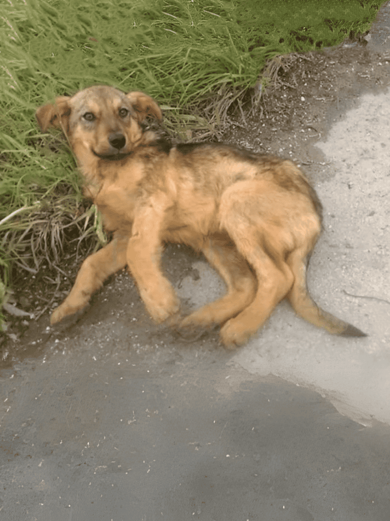 Adorable puppy resting on pavement with green grass background, perfect for dog lovers.