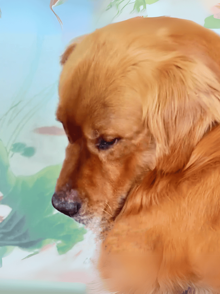 Dog lying peacefully, showcasing calmness and comfort in a cozy environment.