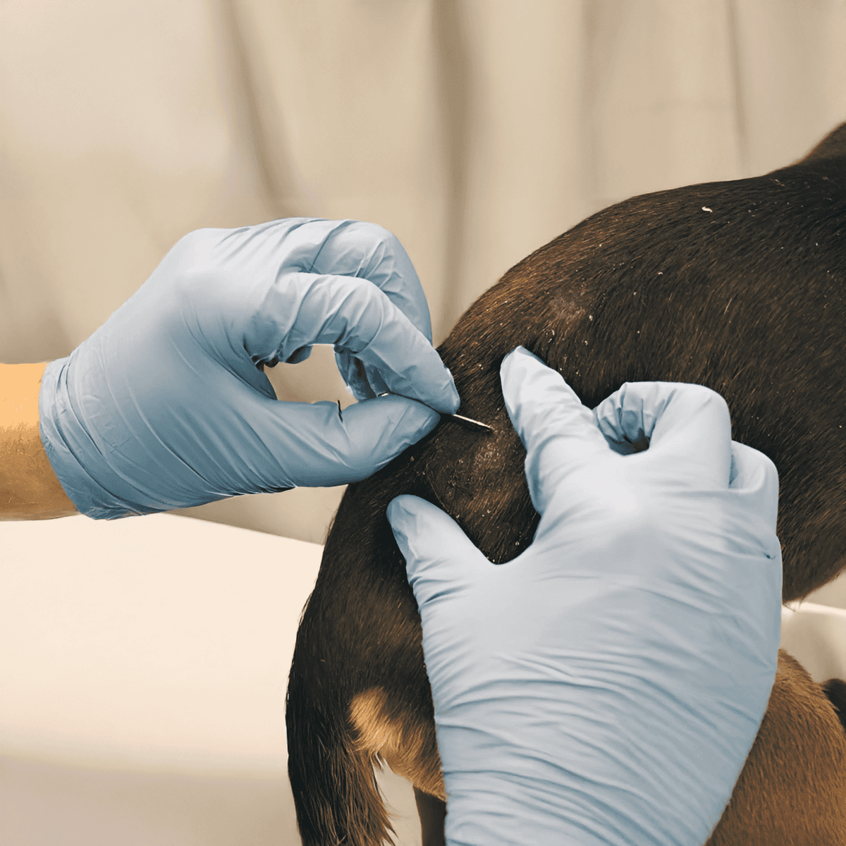 Alt text: Veterinarian administering flea treatment to a dog with gloved hands.