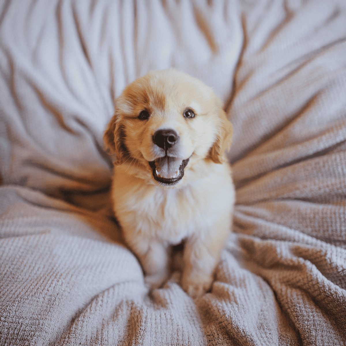 Adorable Golden Retriever puppy with happy expression, sitting on soft blanket for pet care and training.