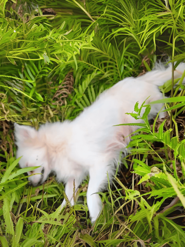 Adorable white kitten lying peacefully among vibrant green foliage.