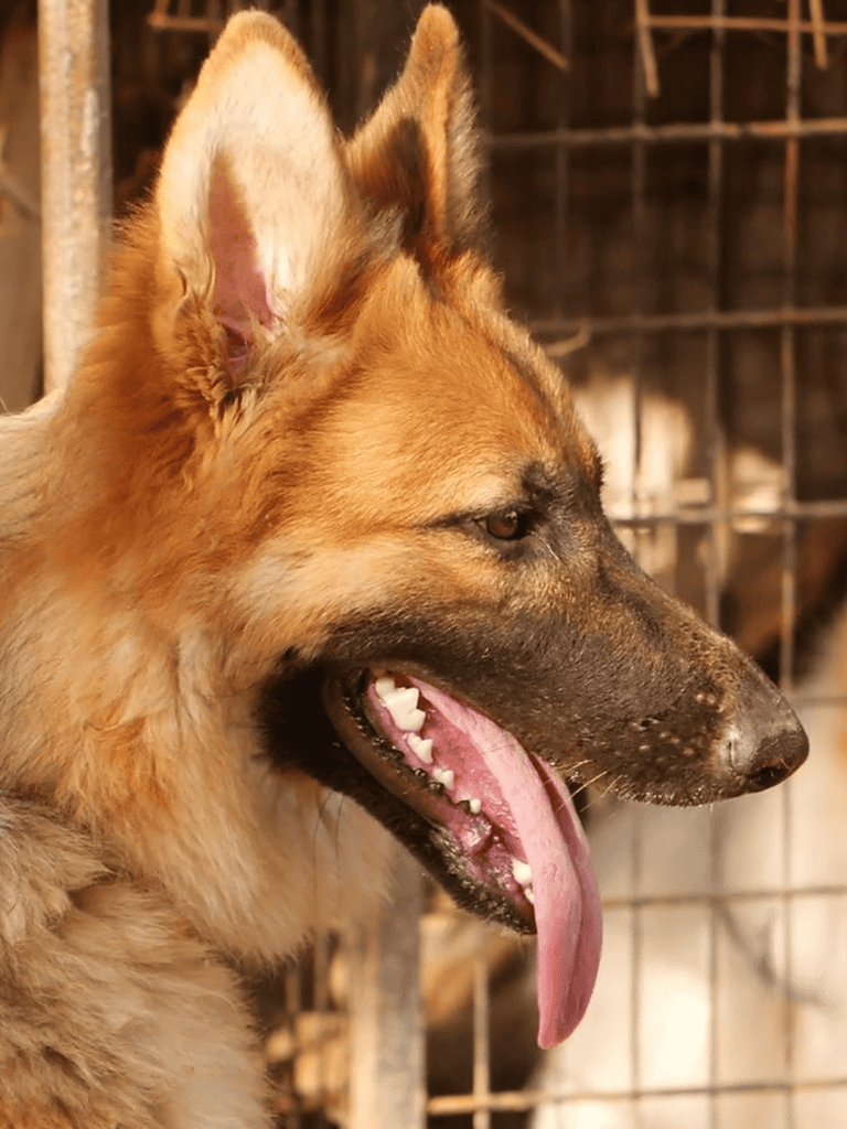 Happy dog at shelter with open mouth and tongue out.