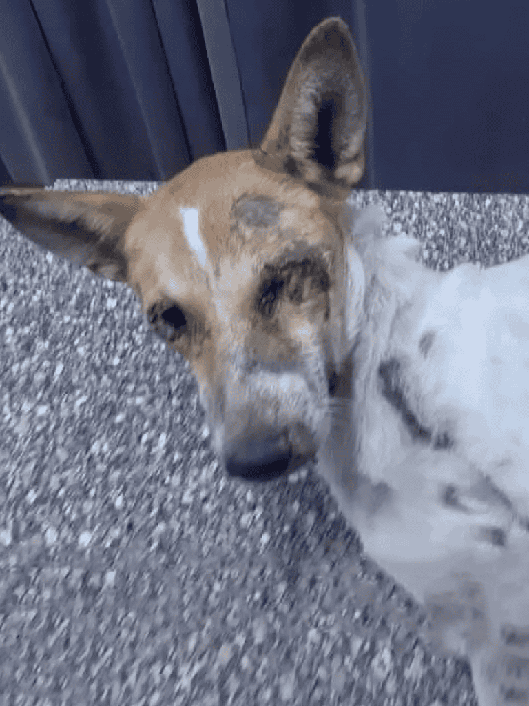 Dog lying on textured concrete ground with wooden background, adorable and calm, perfect for pet care and dog rescue awareness.