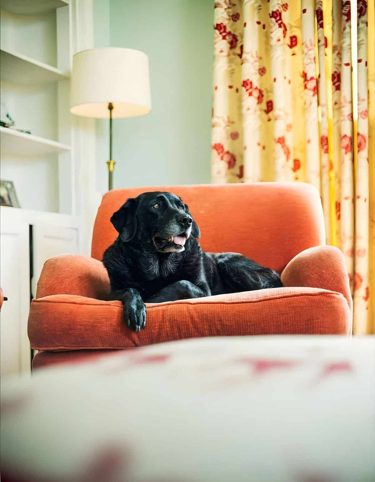 Cute black dog lounging on stylish orange armchair in a warm home with floral curtains.