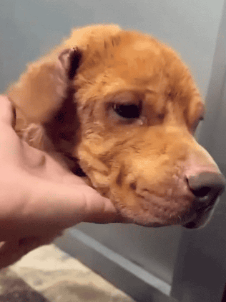 Cute puppy being gently held, calm and relaxed.