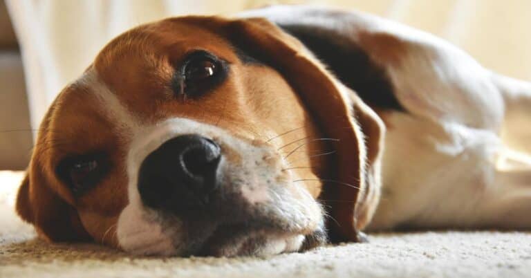 Close-up of a relaxed Beagle dog resting on the floor.