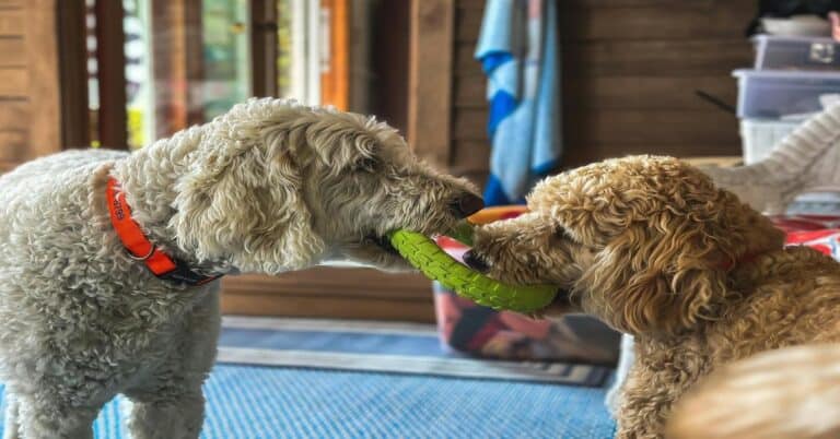 Adorable Golden Doodles playing with a green tug-of-war toy indoors. Fun and interactive dog activity for energetic pups.