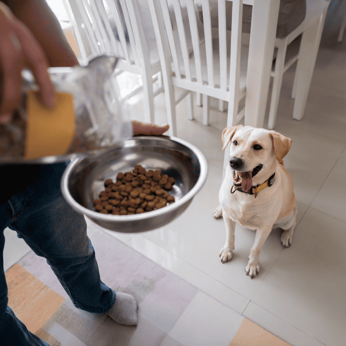 Dog eating kibble from a stainless steel bowl, ready to enjoy nutritious dog food.