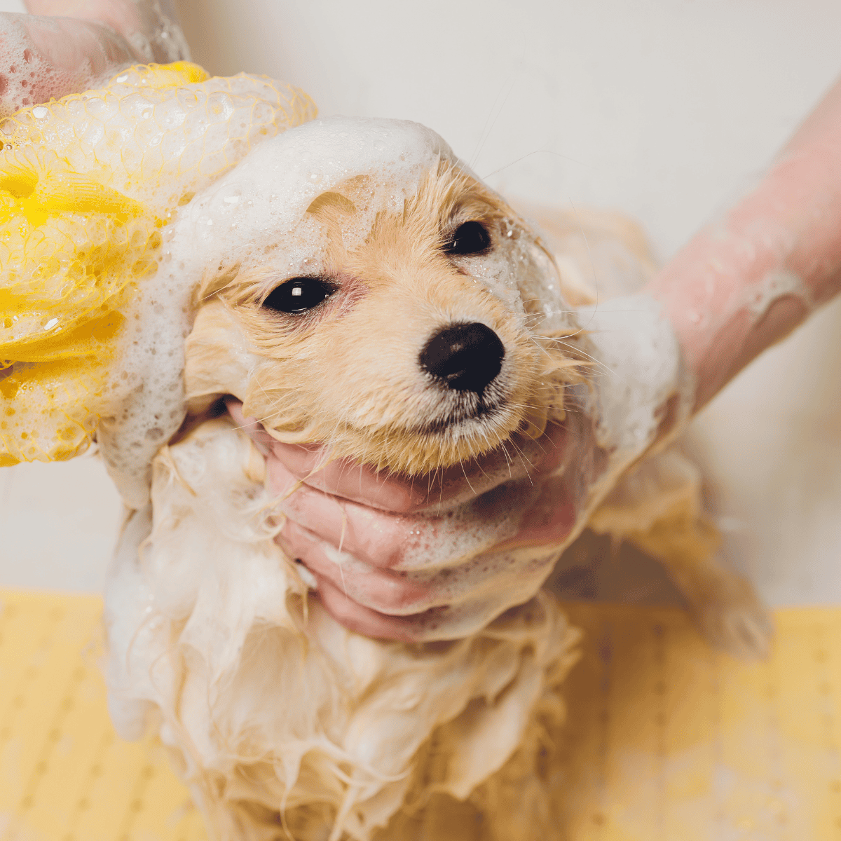 Dog bathing, grooming & care services.