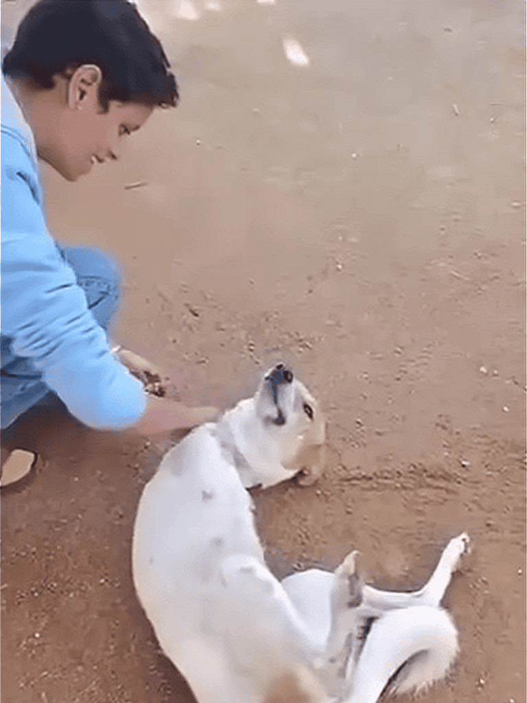 Dog playing happily with owner on sandy ground.