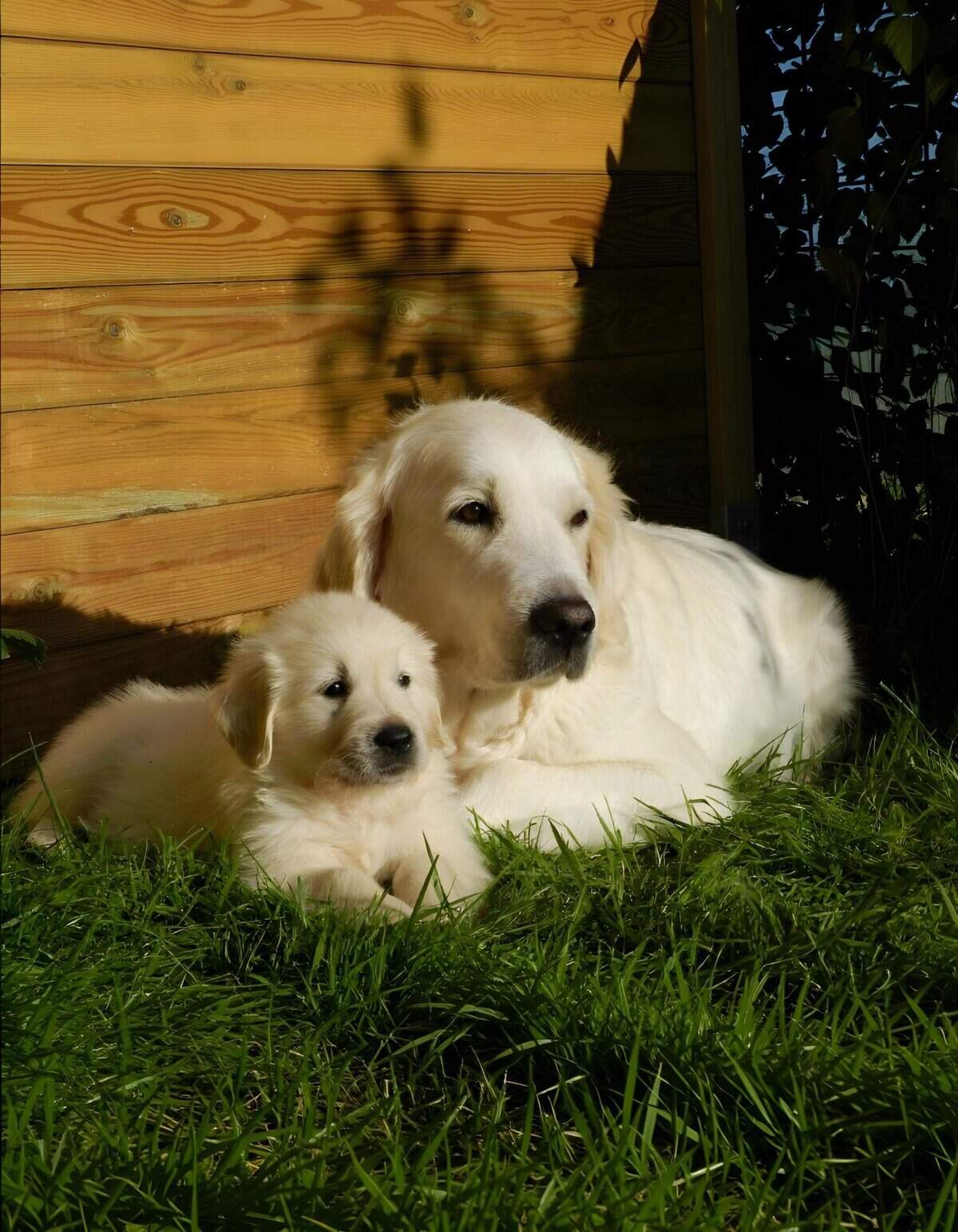 Adorable golden retriever puppies relaxing outdoors with their mother, enjoying a sunny day in the garden.