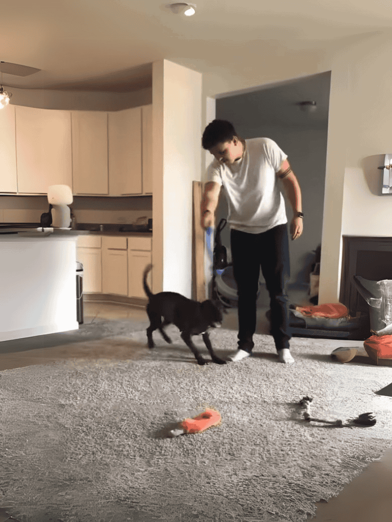 Dog playing fetch with owner in living room.