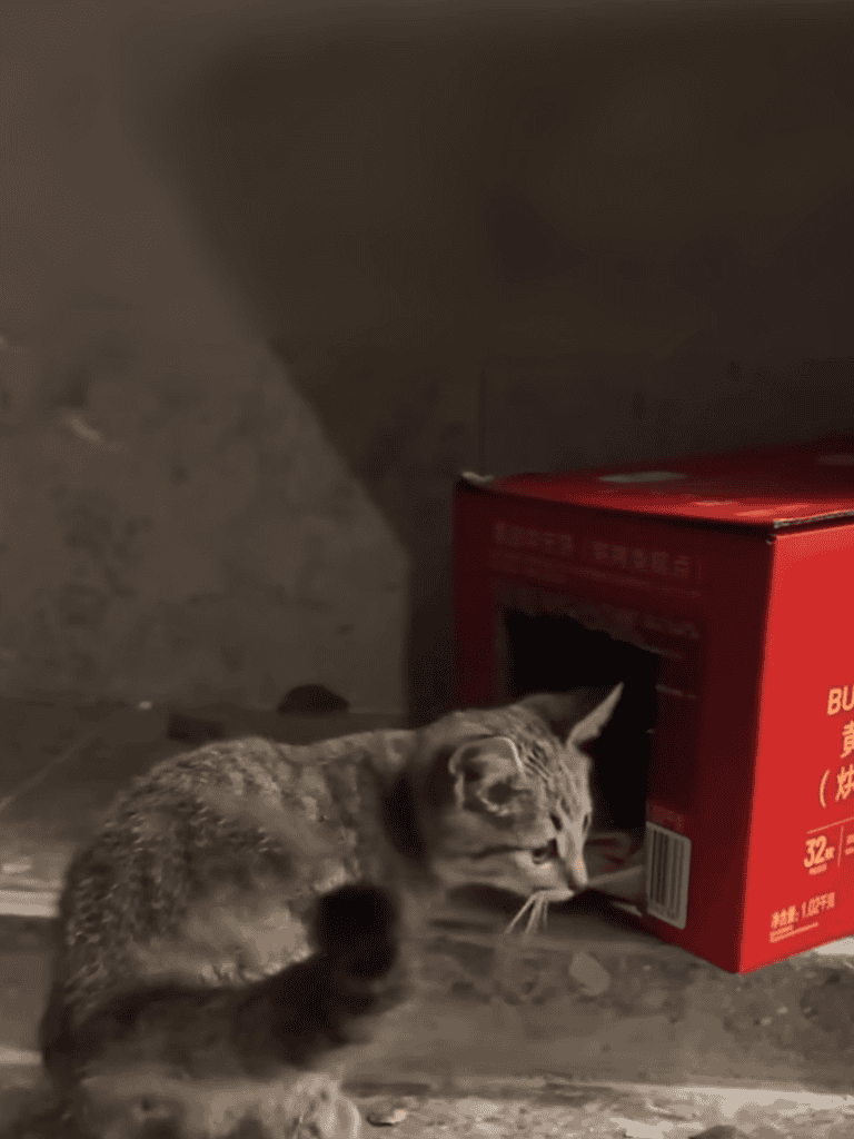 Adorable tabby cat sniffing a red box in a pet-friendly environment.