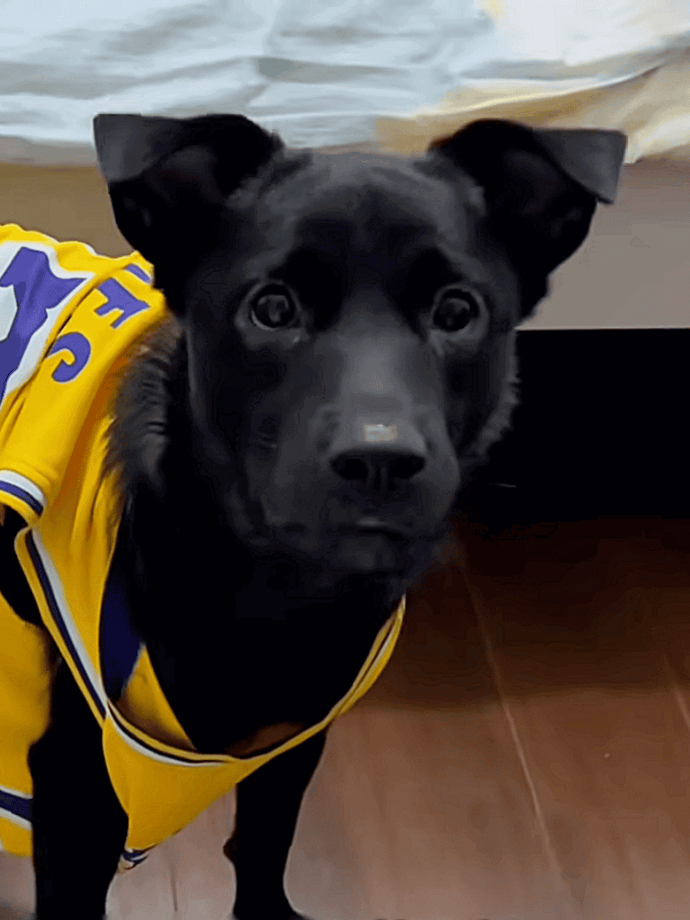 Adorable dog in yellow sports jersey.