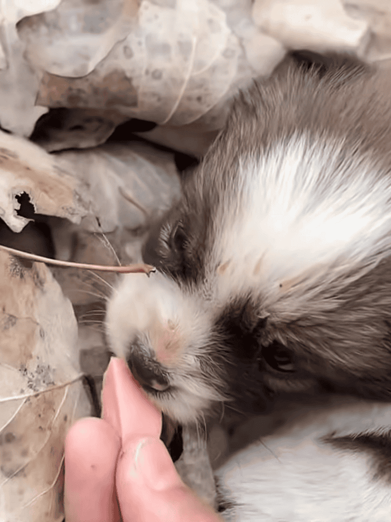 Adorable puppy licking a person's finger outdoors.