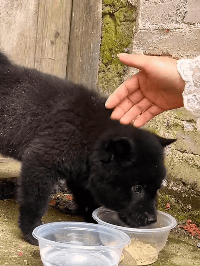 Cute black puppy drinking water outdoors for hydration and play.