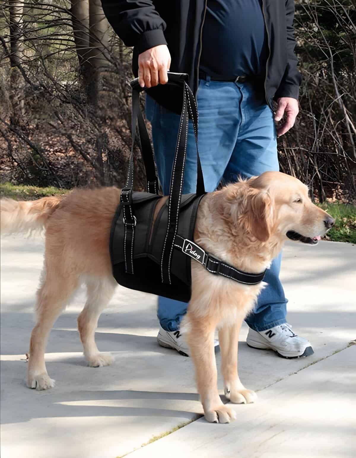 Dog harness for outdoor walks and training, comfortable and secure for service dogs.