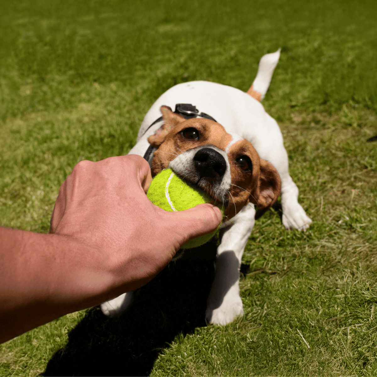 Adorable Jack Russell Terrier tugging on tennis ball, enjoying outdoor playtime and training sessions.