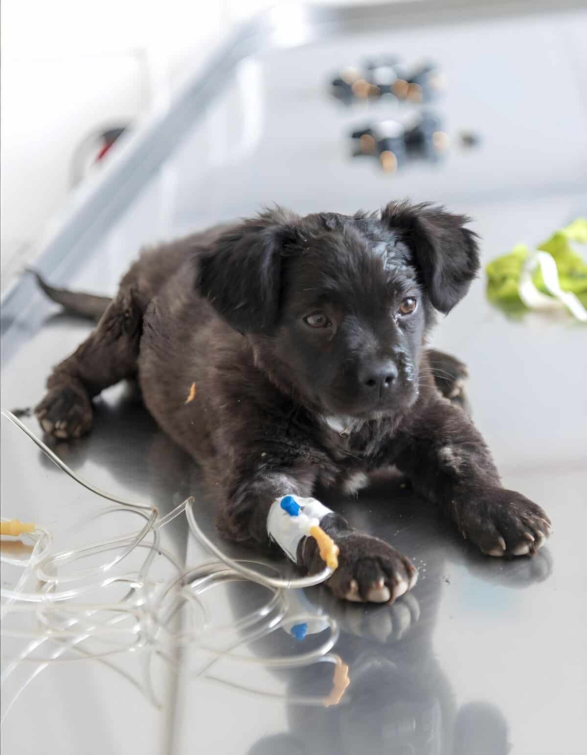 Adorable puppy lying on a metal exam table with an IV line attached.