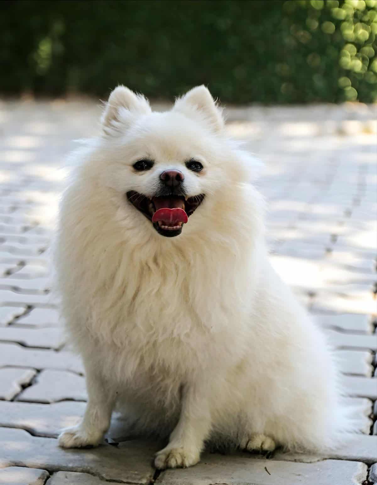 Adorable white Pomeranian dog smiling outdoors, perfect for pet care and dog grooming services.
