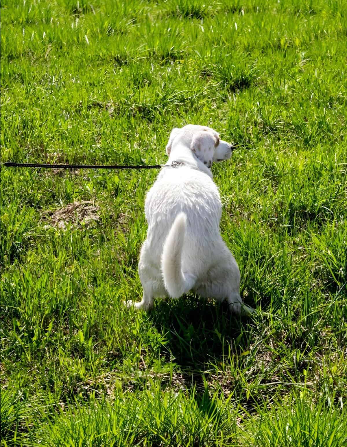 Dog with leash sitting in lush green field.