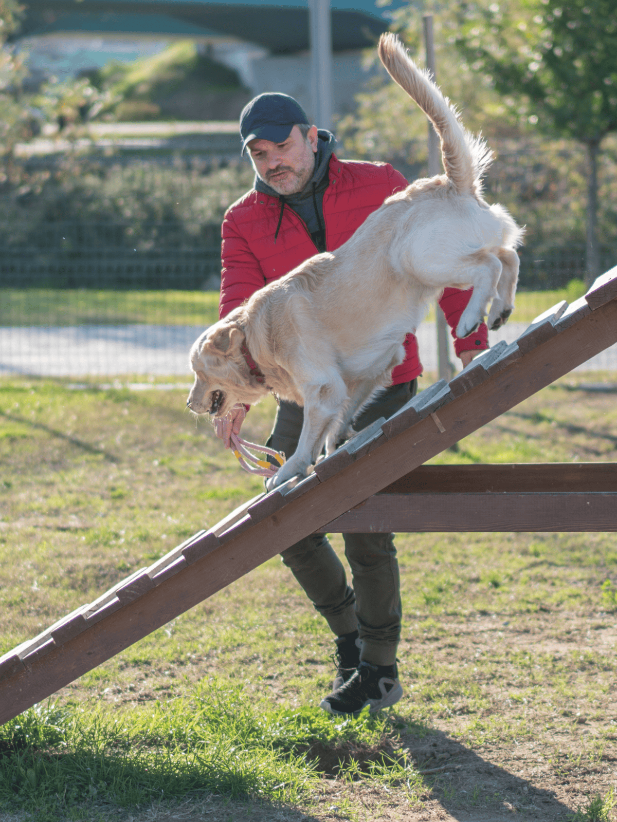 Adventurous dog learning agility obstacle course outdoors.