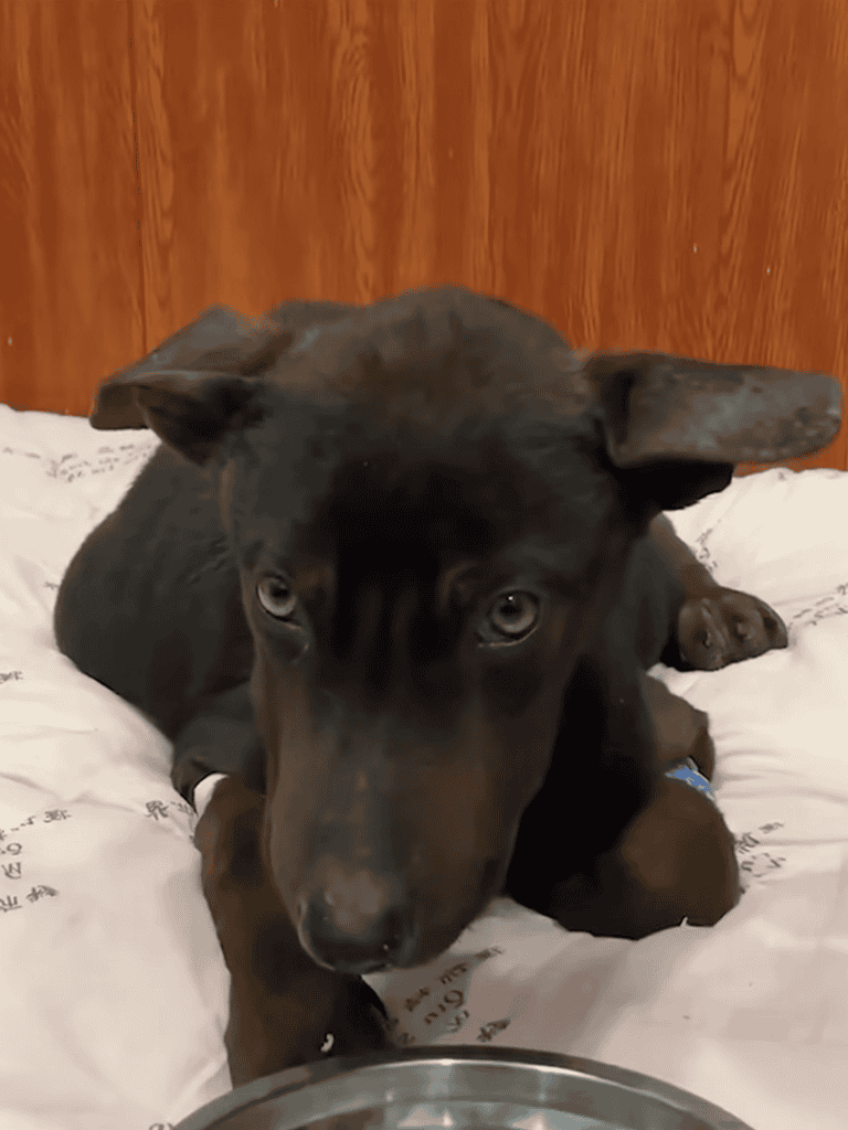 Adorable puppy lying on bed.