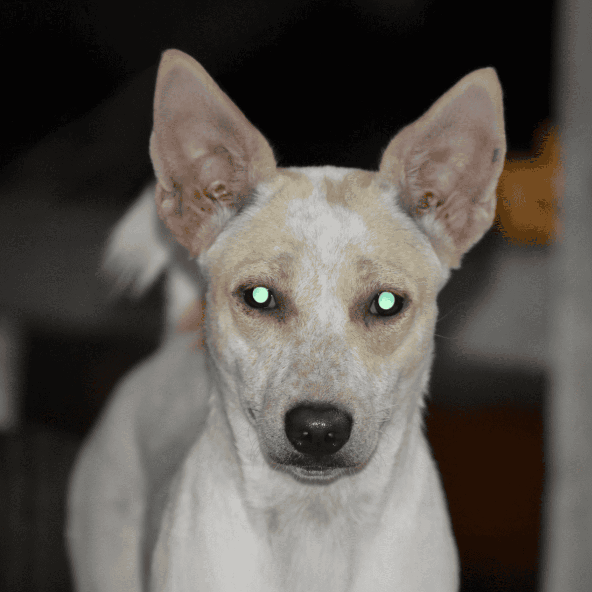 Dog with glowing eyes, alert and attentive, close-up portrait.