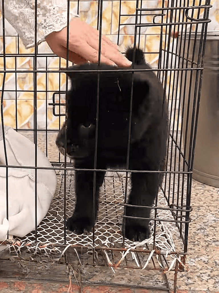 Adorable black puppy in a cage, rescue dog ready for adoption, shelter puppy care.