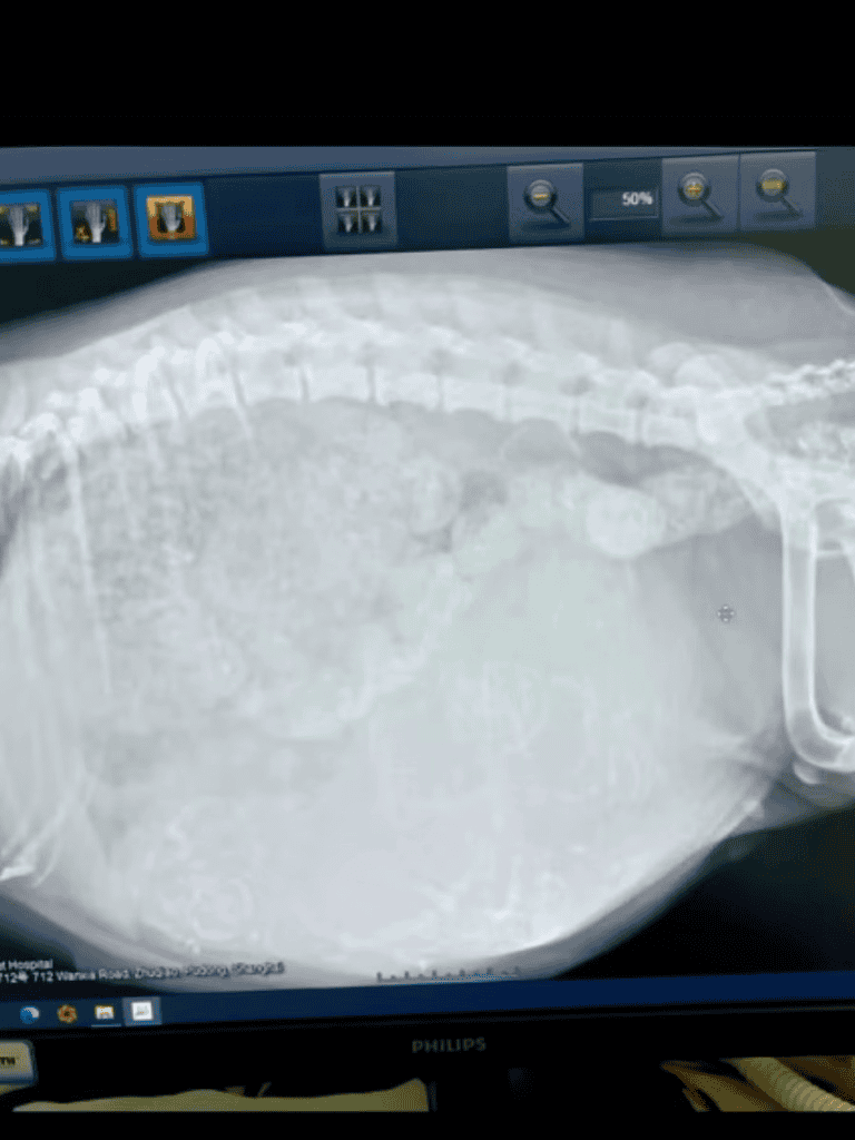 High-quality canine and dental X-ray image for pet dental health.