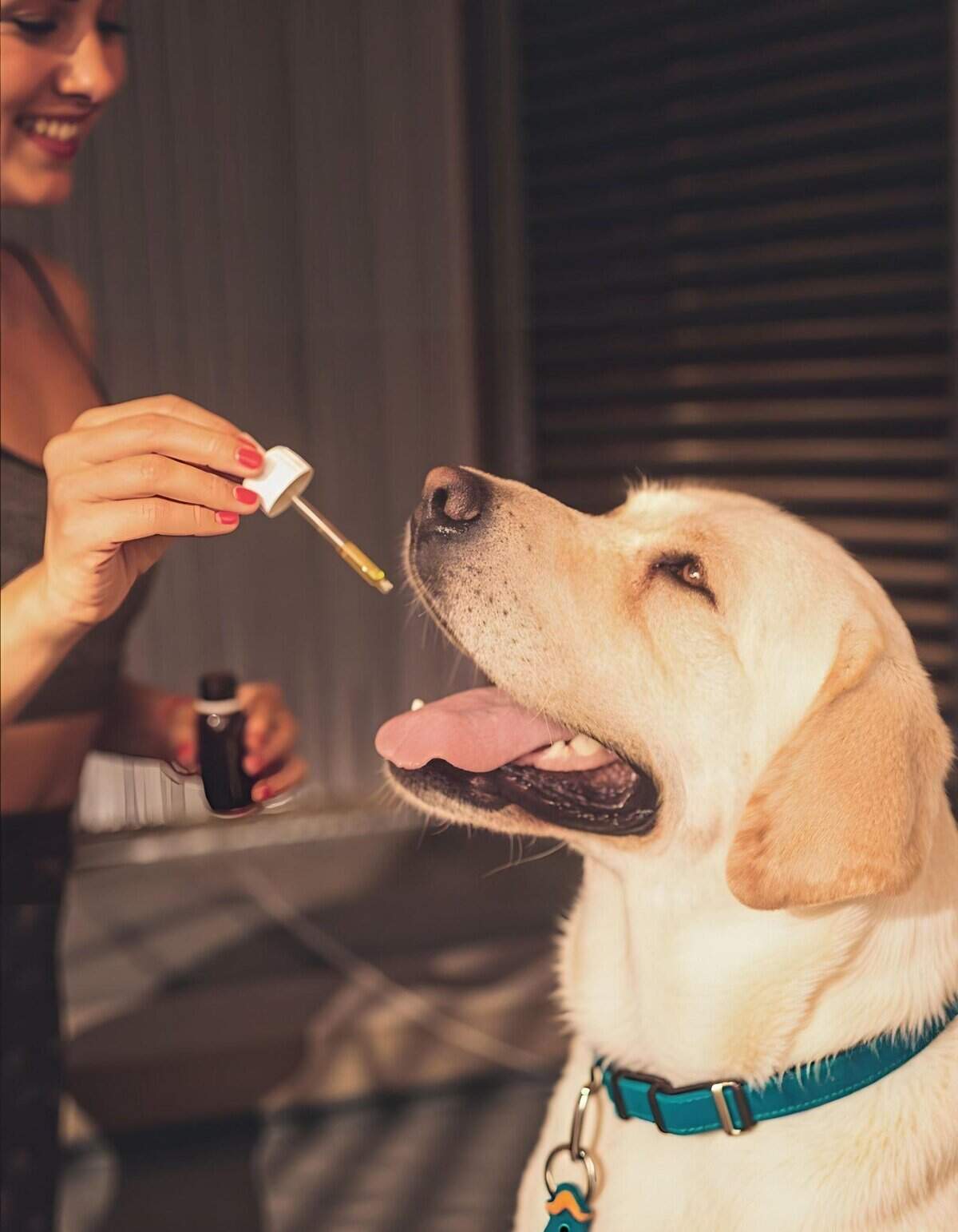 CBD oil for dogs helps with anxiety and pain relief, promoting overall health and wellness in dogs.
