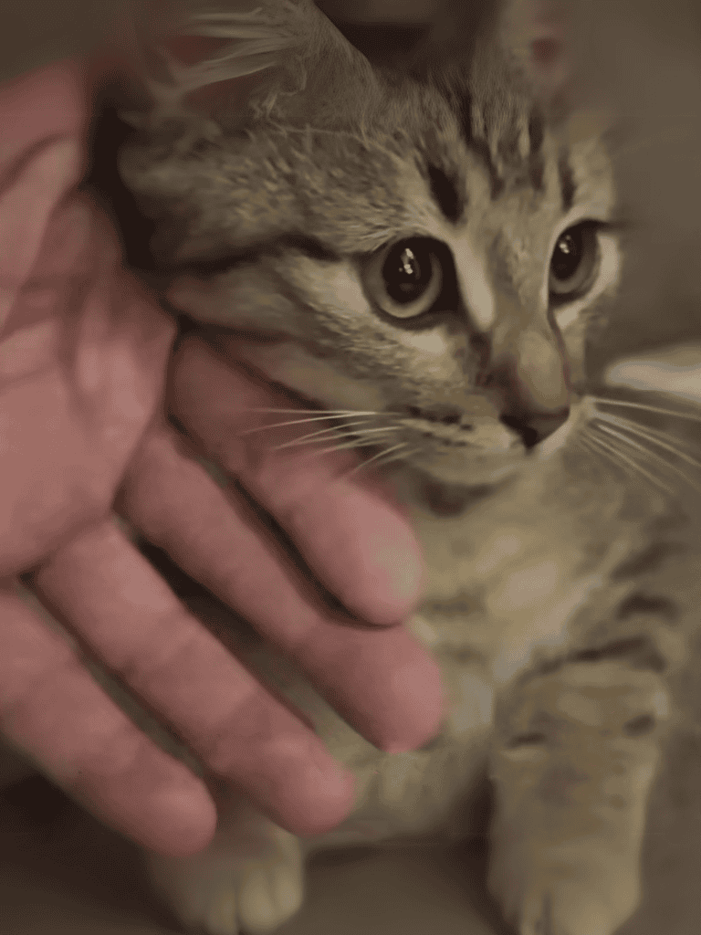 Adorable kitten snuggling with human hand, emphasizing gentle petting and companionship.