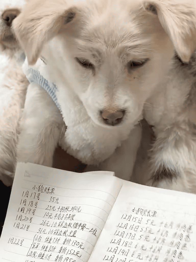 Cute husky puppy looking over handwritten notes on paper.