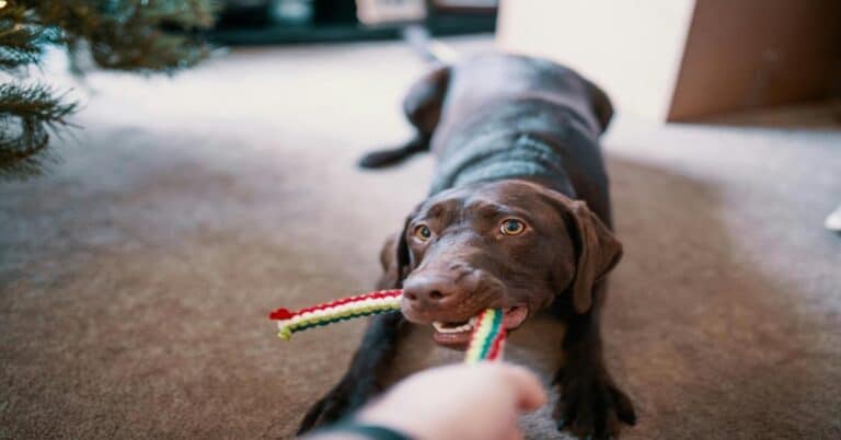 Dog chewing colorful toy on carpet.