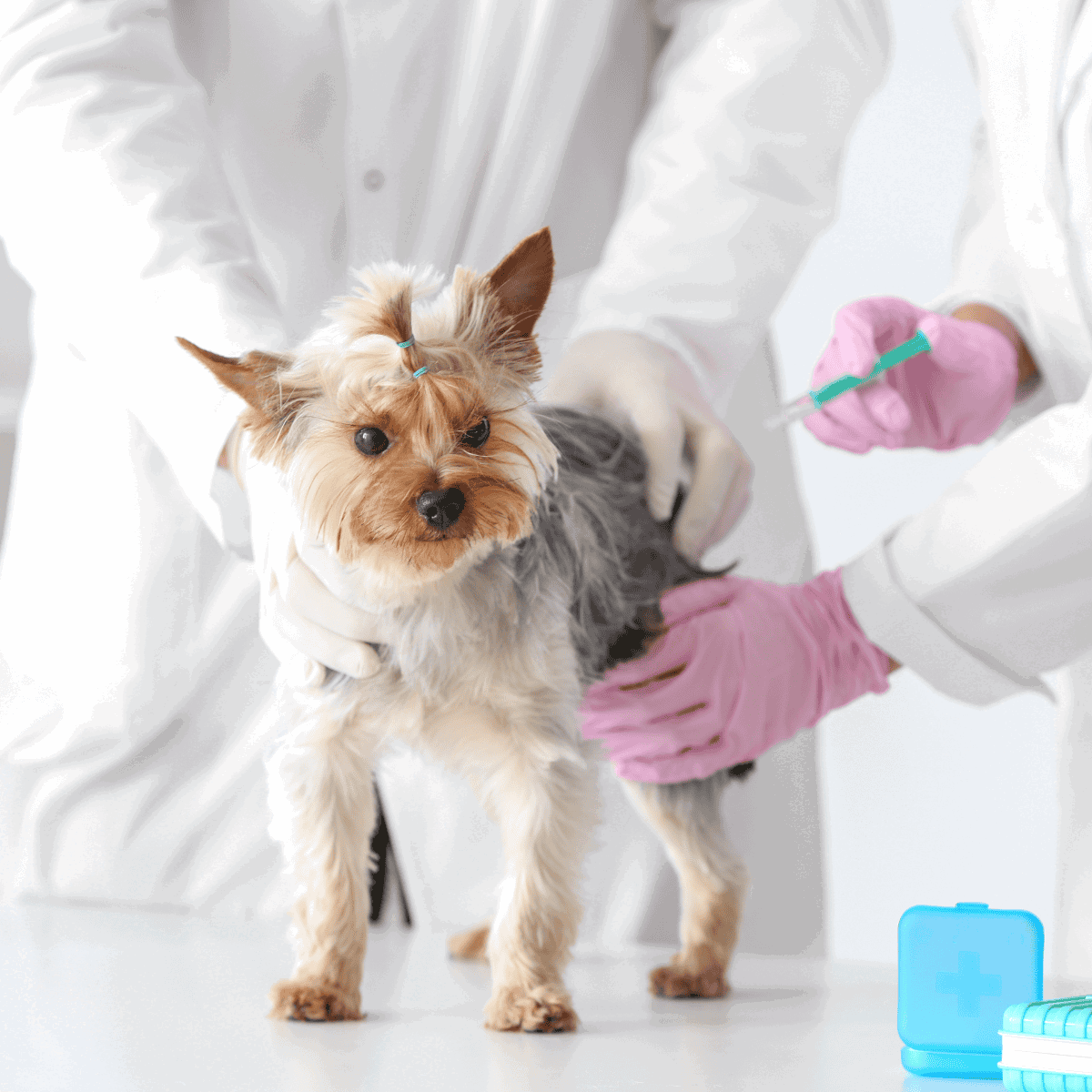 A small dog receiving a vaccination from a vet for health and wellness.