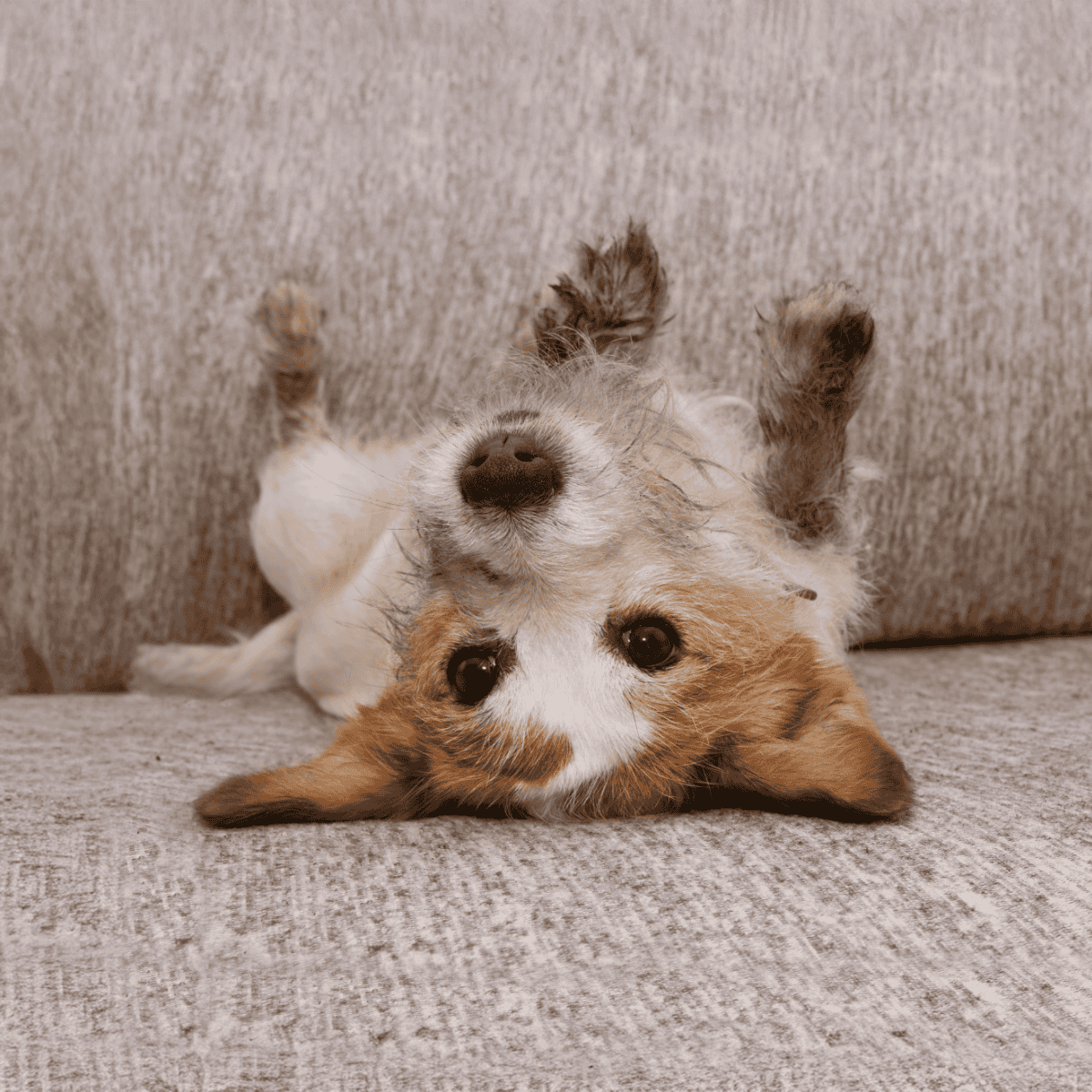 Adorable puppy lying upside down on a sofa, showcasing playful and relaxed behavior, perfect for dog lovers.