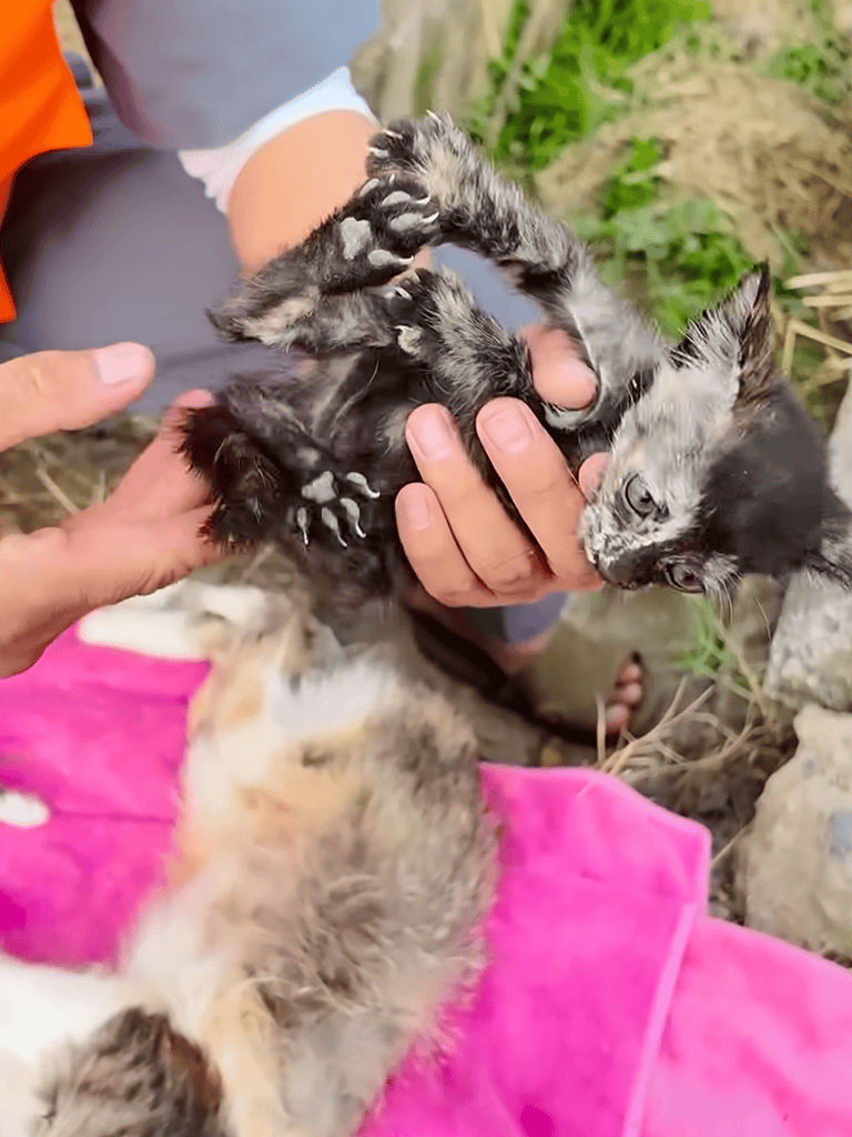 Precious kitten with unique markings ready for rescue and love.