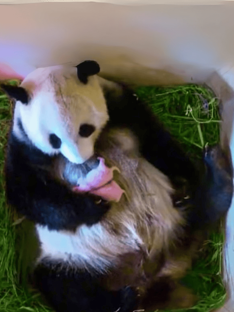 Adorable panda puppy cuddling with a small ferret in a green grassy enclosure.