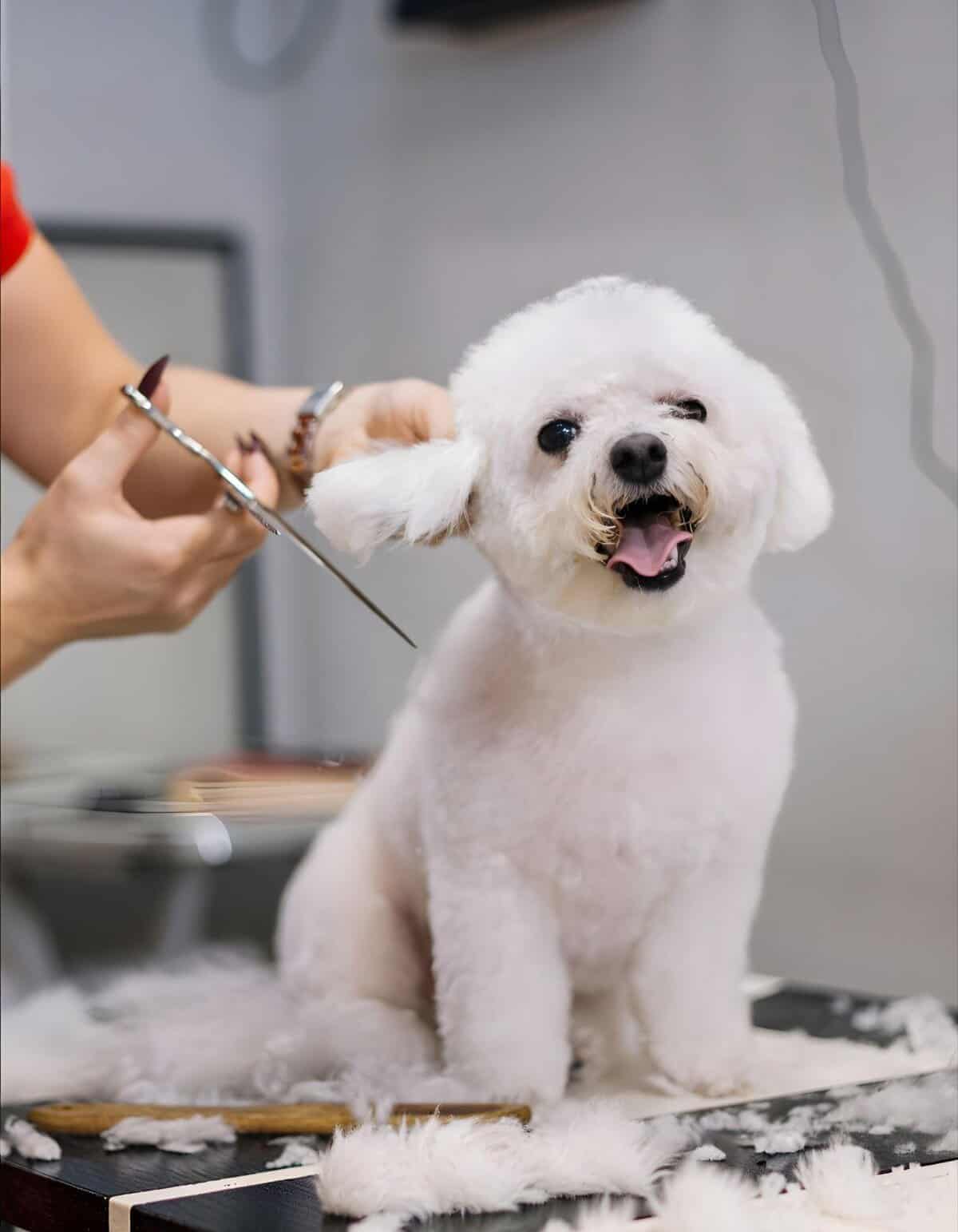 Dog grooming for small white dog, professional pet haircut, grooming salon, happy dog after grooming.