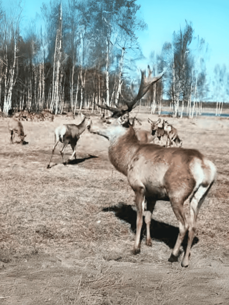 Wild deer in natural habitat with trees and open space.